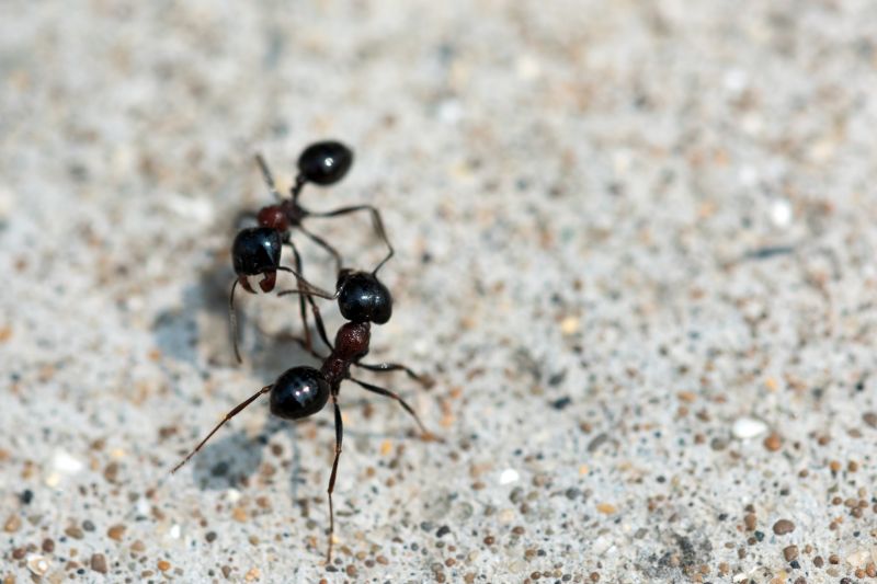 Black Ant Extermination in Fort Worth, TX
