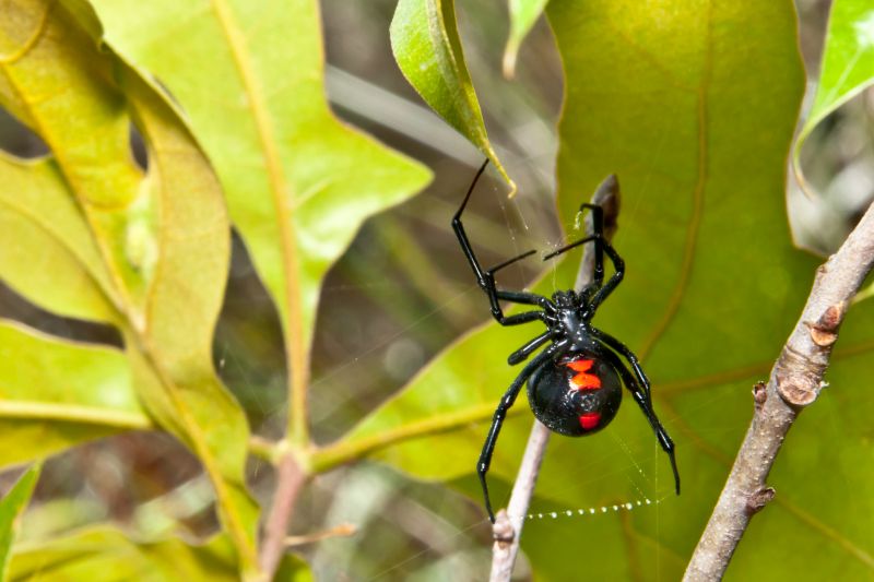 Black Widow Extermination in Mckinney, TX