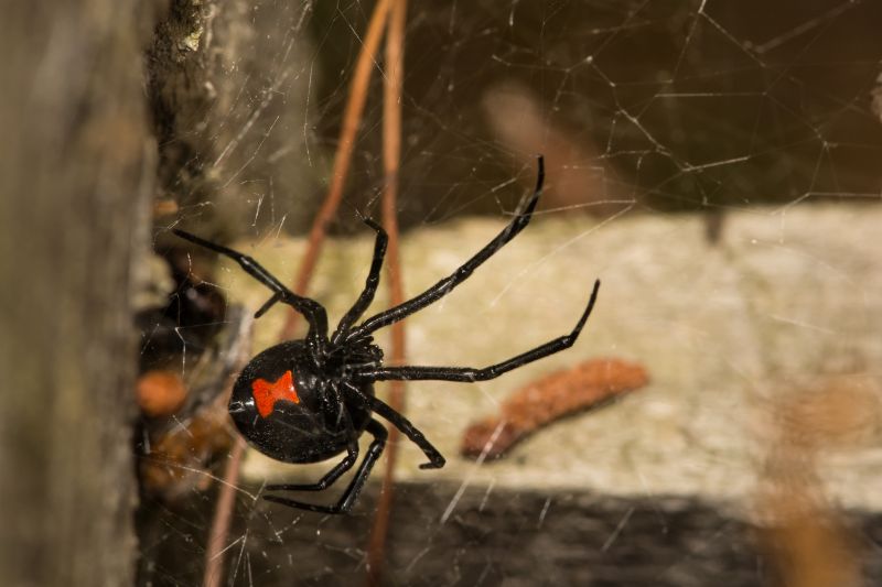 Black Widow Extermination in Rockwall, TX