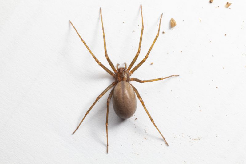 Brown Recluse Extermination in Denton, TX