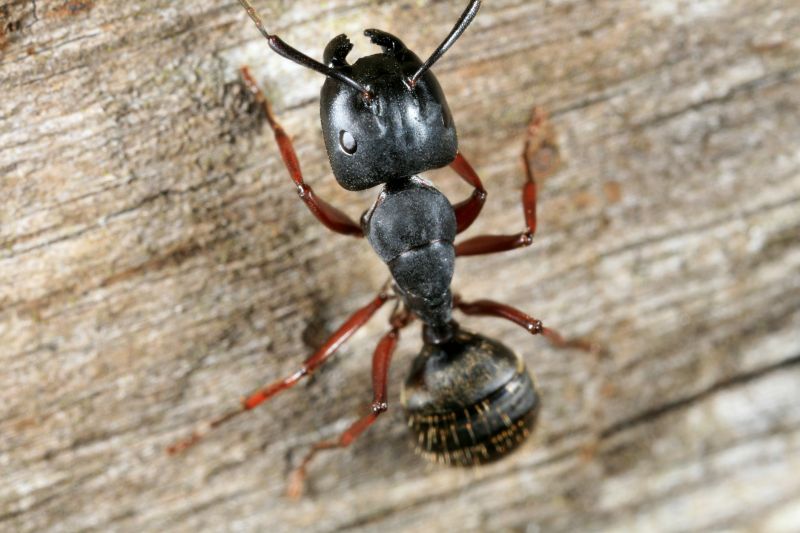 Carpenter Ant Extermination in Rockwall, TX