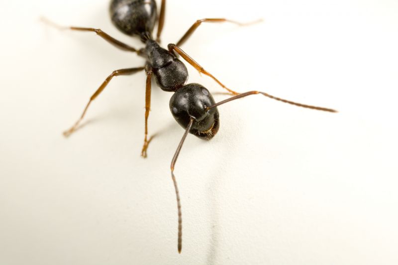 Carpenter Ant Extermination in New Braunfels, TX
