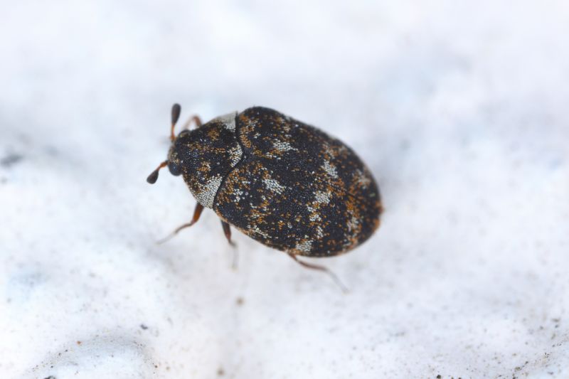 Carpet Beetle Extermination in Katy, TX