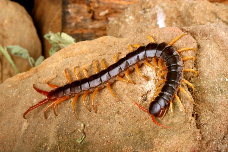 Centipede Extermination in Katy, TX