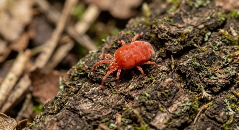 Chigger Extermination in Frisco, TX