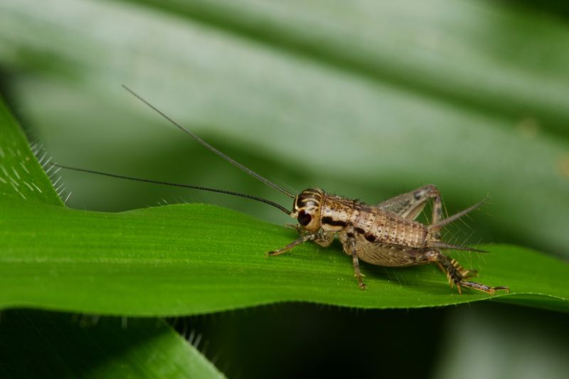 Cricket Control Service in Mckinney, TX