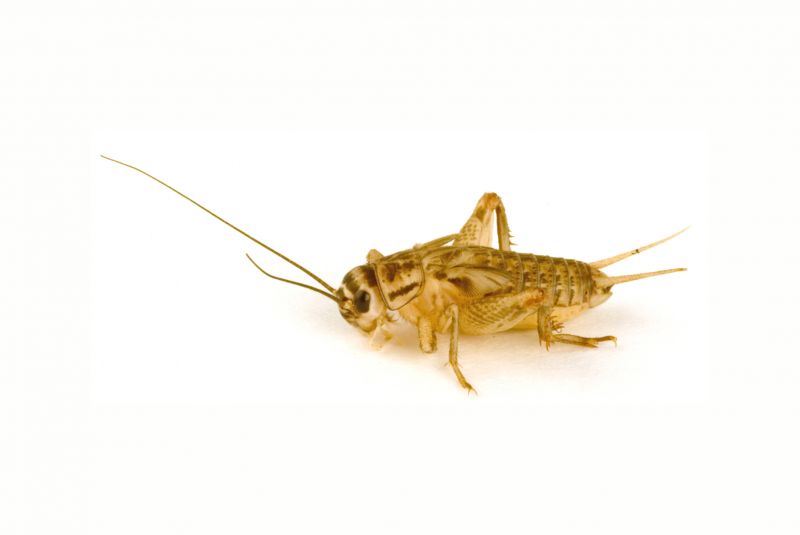 Cricket Control Service in Katy, TX