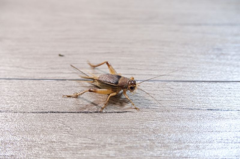 Cricket Prevention in Fort Worth, TX