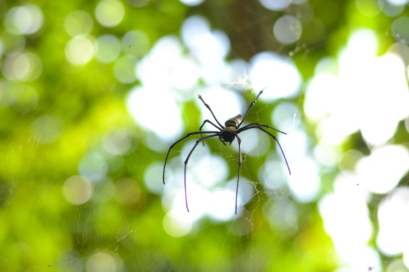 Cross Spider Extermination in Fort Worth, TX