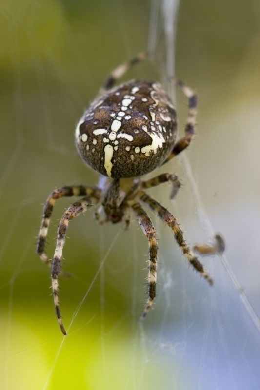 Cross Spider Extermination in Katy, TX