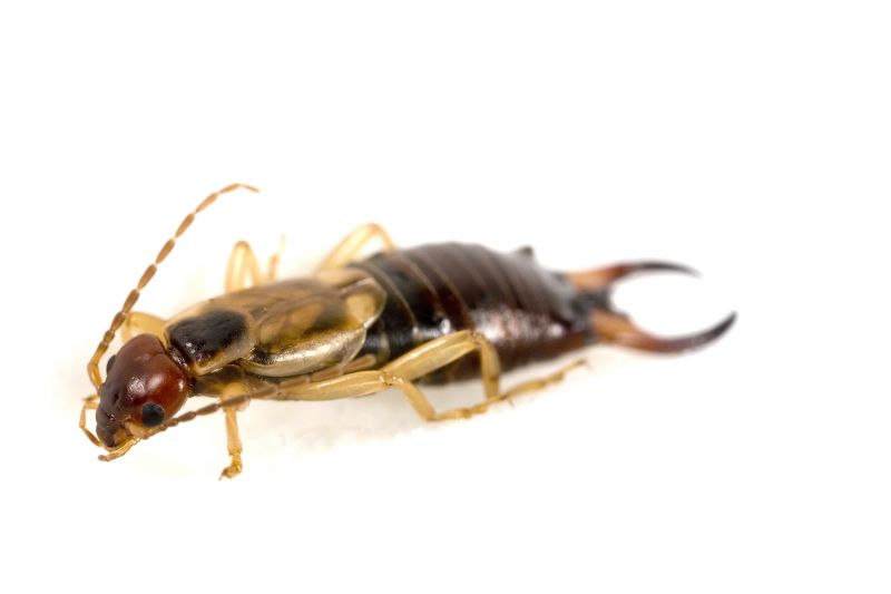 Earwig Extermination in Arlington, TX
