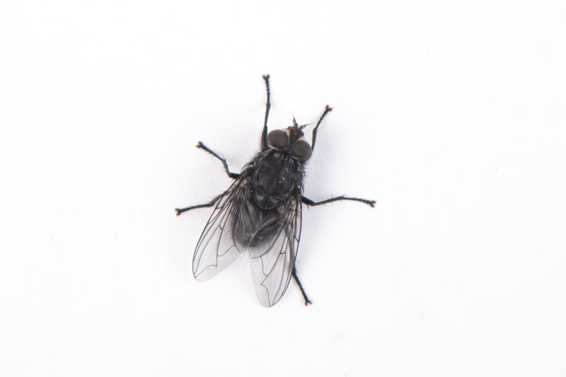 Fly Control Service in New Braunfels, TX
