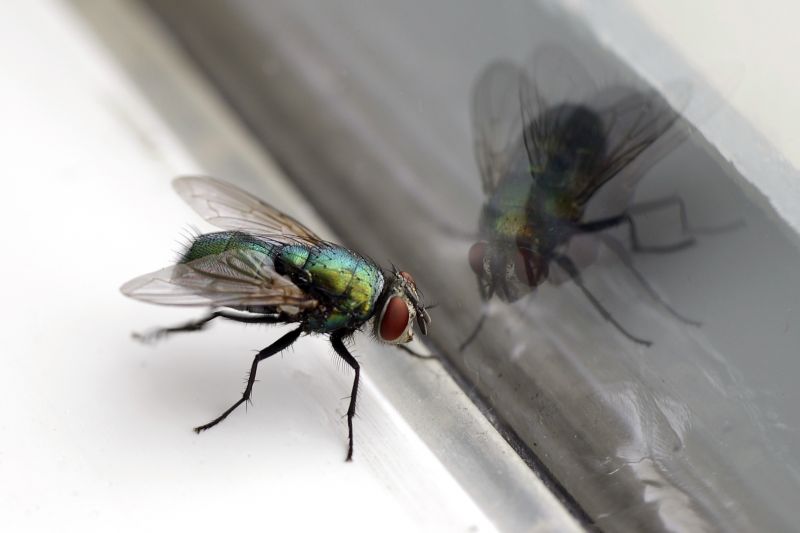 Fly Pest Control in Rockwall, TX
