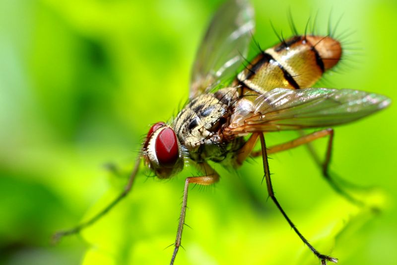 Fruit Fly Extermination in Mckinney, TX