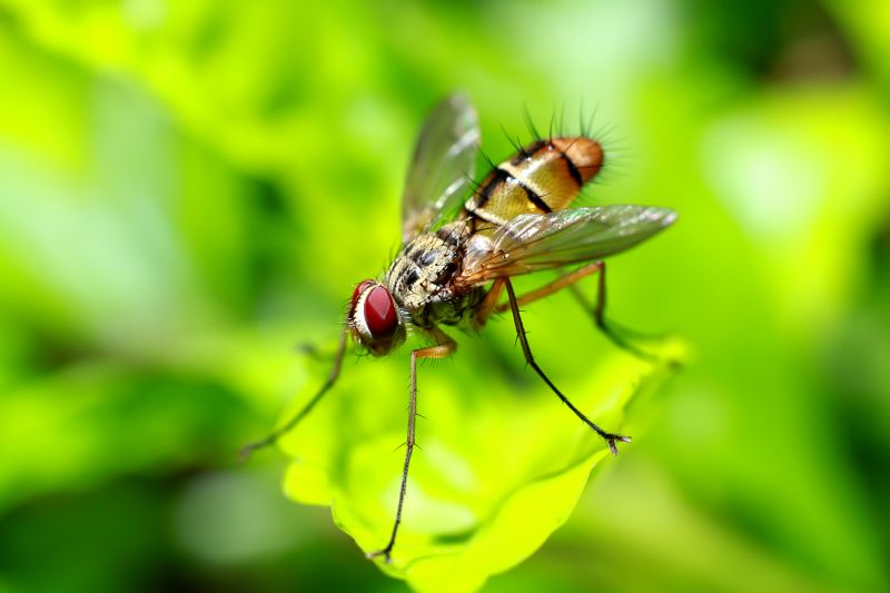 Fruit Fly Extermination in Frisco, TX
