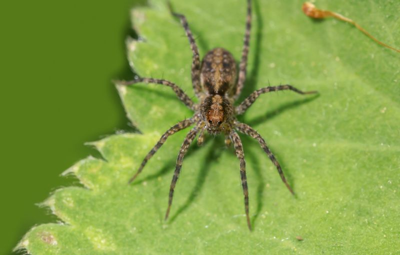Hobo Spider Extermination in Frisco, TX