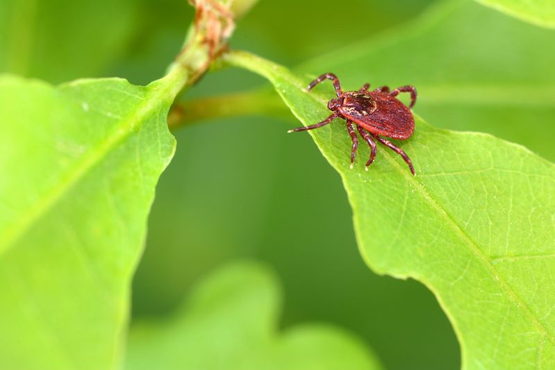 Mites Extermination in Arlington, TX