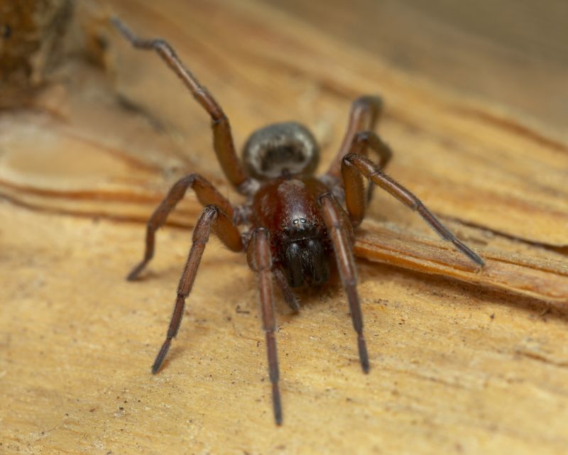 Mouse Spider Extermination in Mckinney, TX