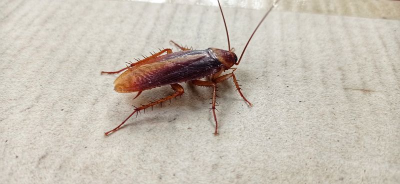Roach Fumigation in Davis County, UT