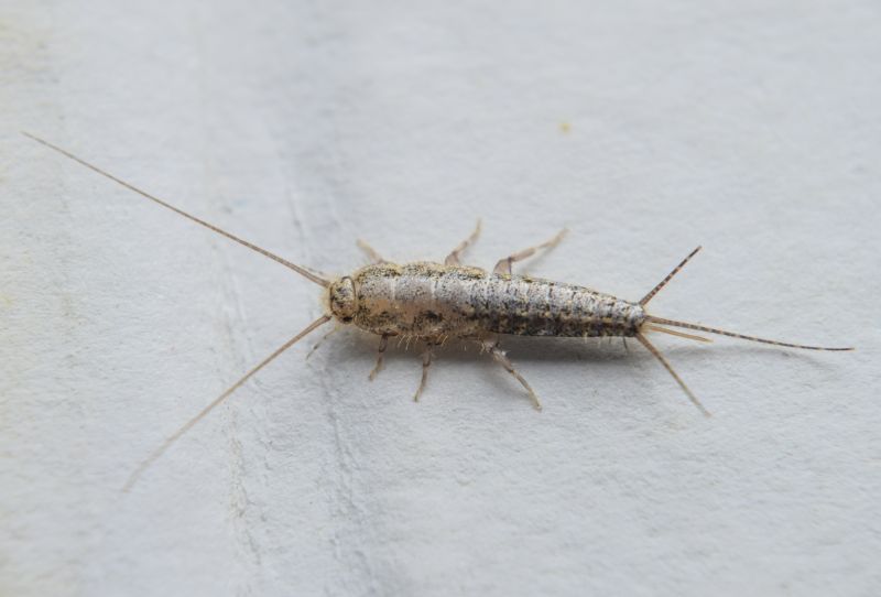 Silverfish Extermination in Frisco, TX