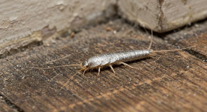 Silverfish Extermination in Arlington, TX