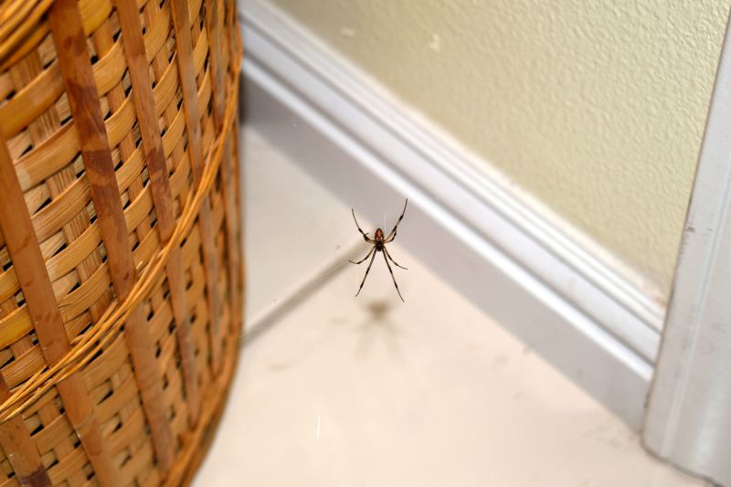 Spider Control Service in Frisco, TX