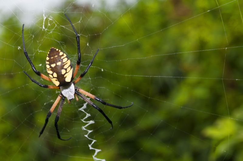Spider Fumigation Service in Madison, WI