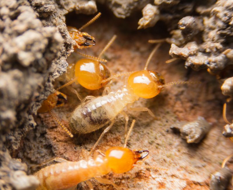 Termite Fumigation in Frisco, TX