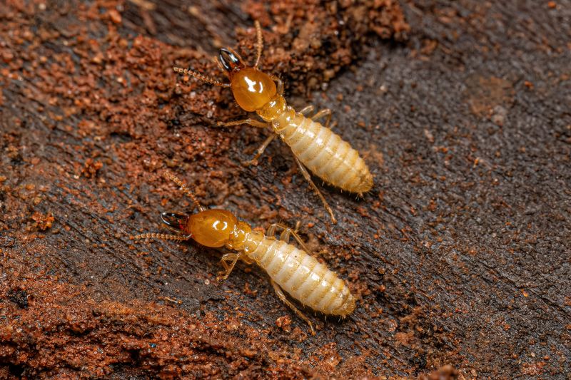 Termite Prevention in Frisco, TX