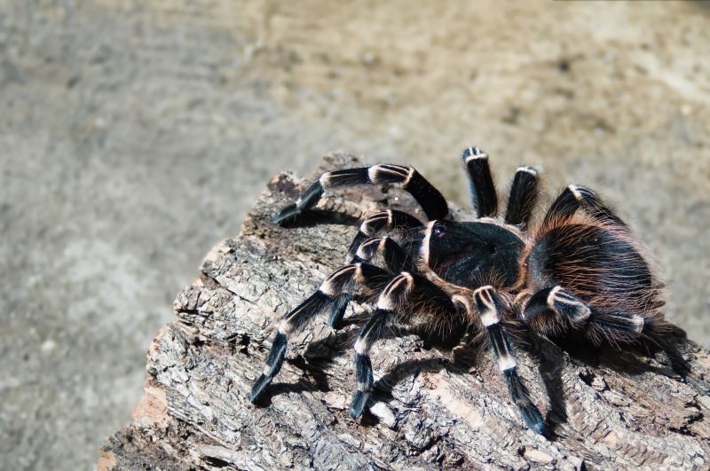 Trapdoor Spider Extermination in Frisco, TX