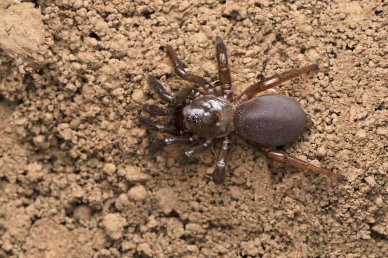 Trapdoor Spider Removal in Fort Worth, TX