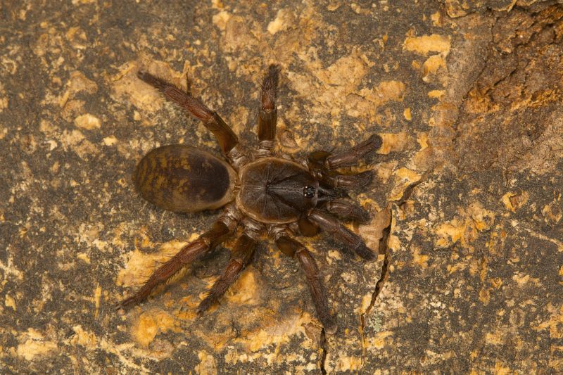 Trapdoor Spider Removal in Katy, TX
