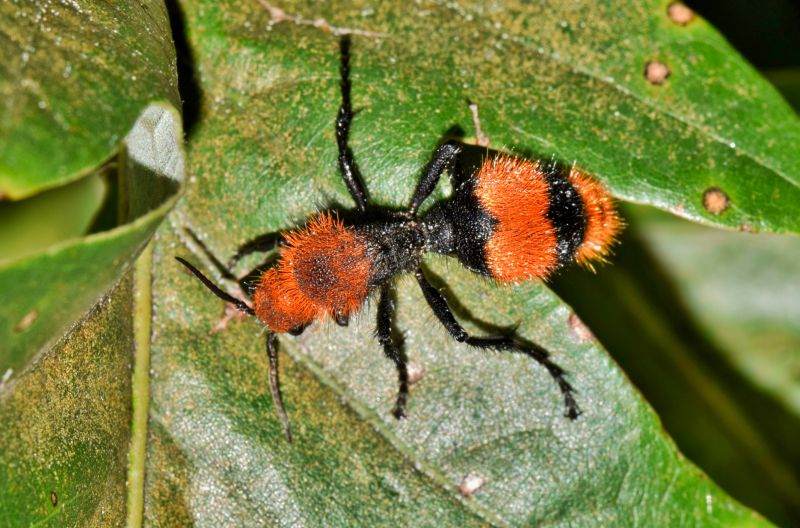 Velvet Ant Extermination in Rockwall, TX
