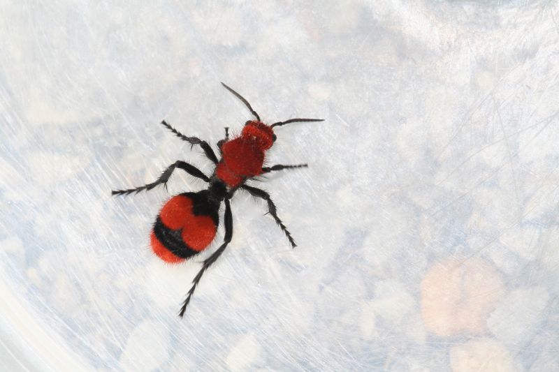 Velvet Ant Extermination in Frisco, TX