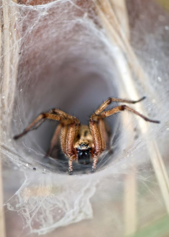 Wolf Spider Removal in Katy, TX