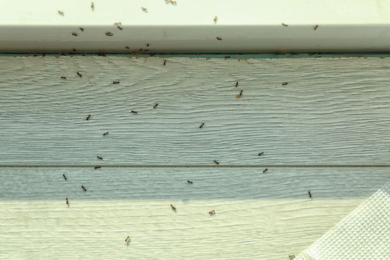 Ants Extermination Service in Arlington, TX