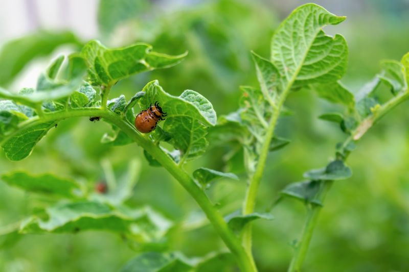 Beetle Removal in Frisco, TX