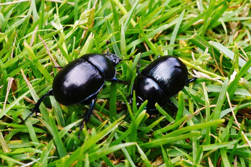 Beetle Removal in Frisco, TX