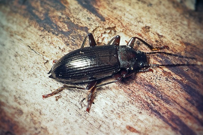 Beetle Removal in Arlington, TX