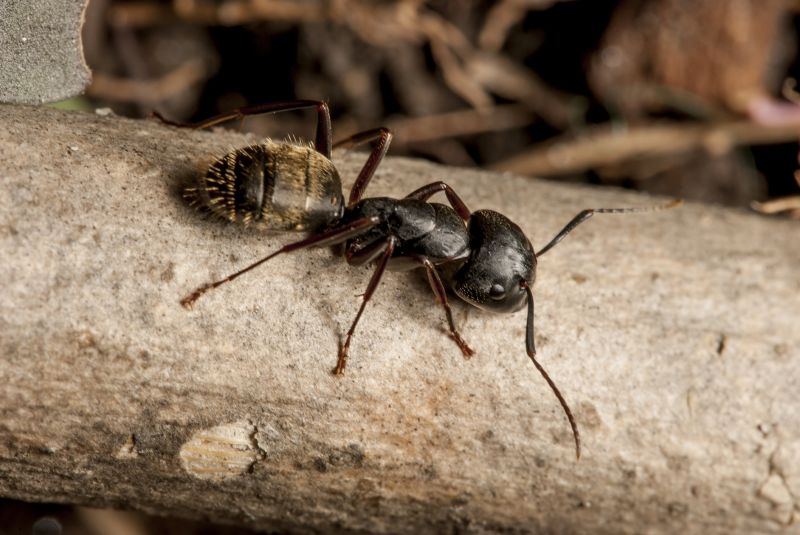 Black Ant Extermination in Denton, TX