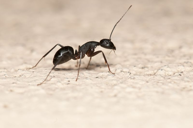Black Ant Extermination in Frisco, TX