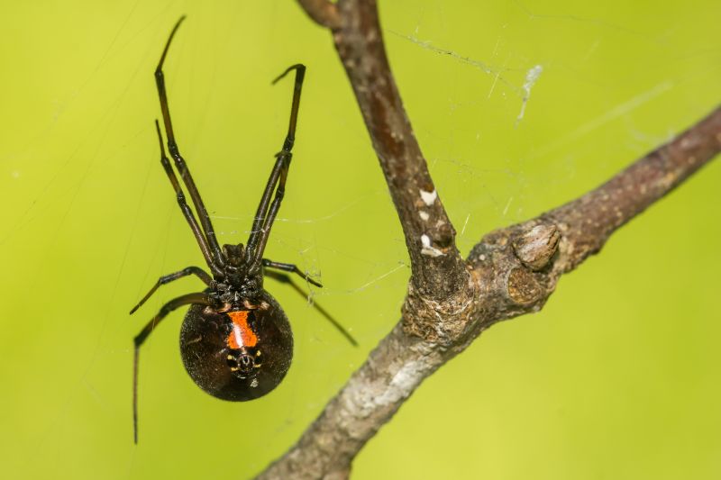 Black Widow Extermination in Katy, TX