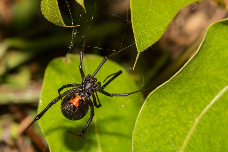 Black Widow Extermination in Frisco, TX