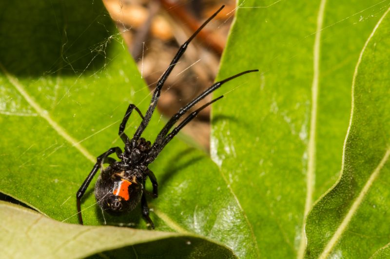 Black Widow Extermination in Mckinney, TX