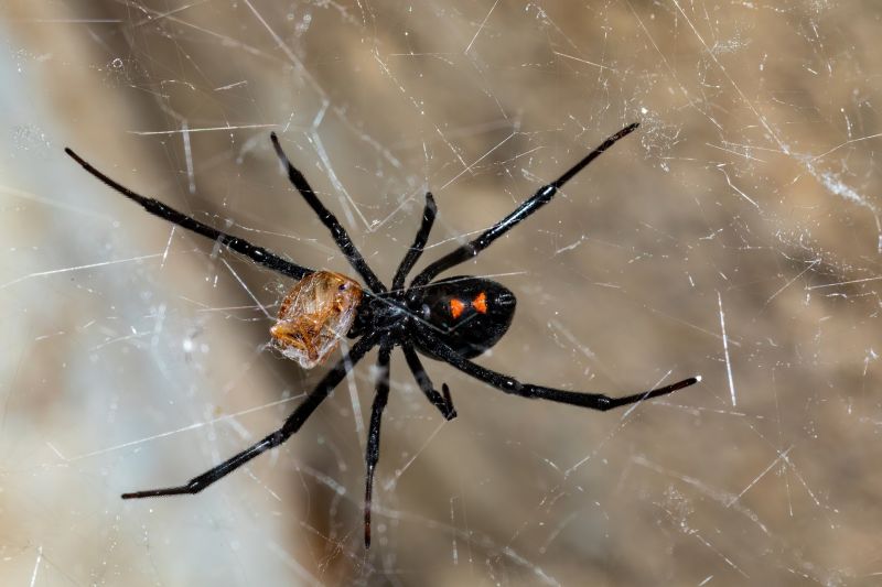 Black Widow Extermination in Rockwall, TX