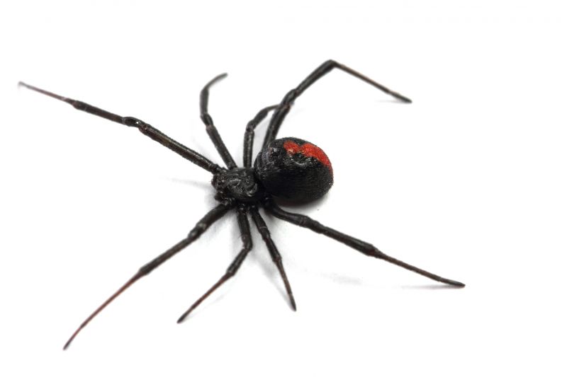 Black Widow Extermination in Rockwall, TX