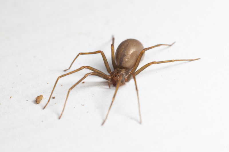 Brown Recluse Extermination in Denton, TX