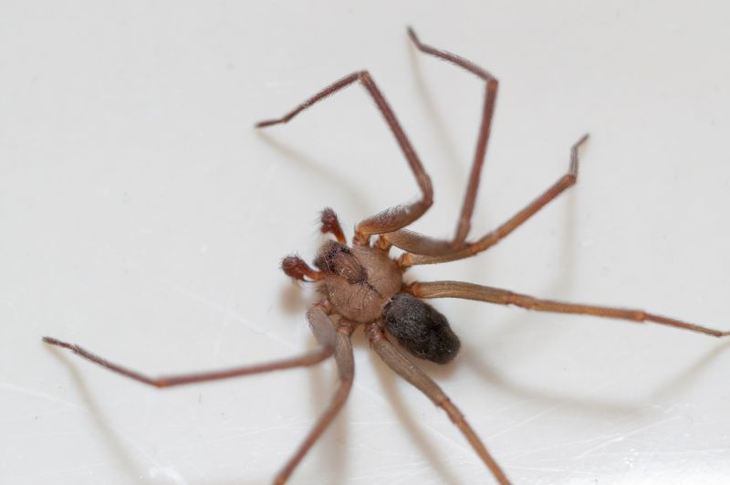 Brown Recluse Extermination in Denton, TX