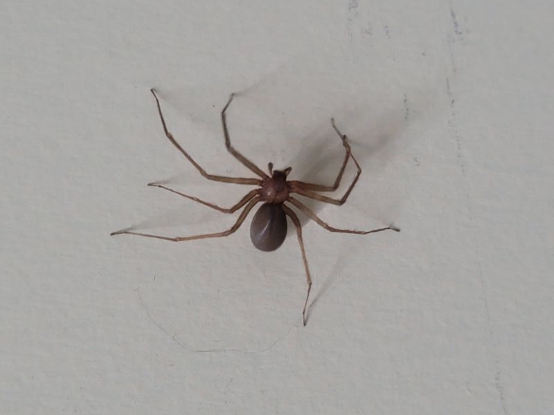 Brown Recluse Extermination in Rockwall, TX