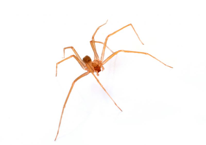 Brown Recluse Extermination in Frisco, TX
